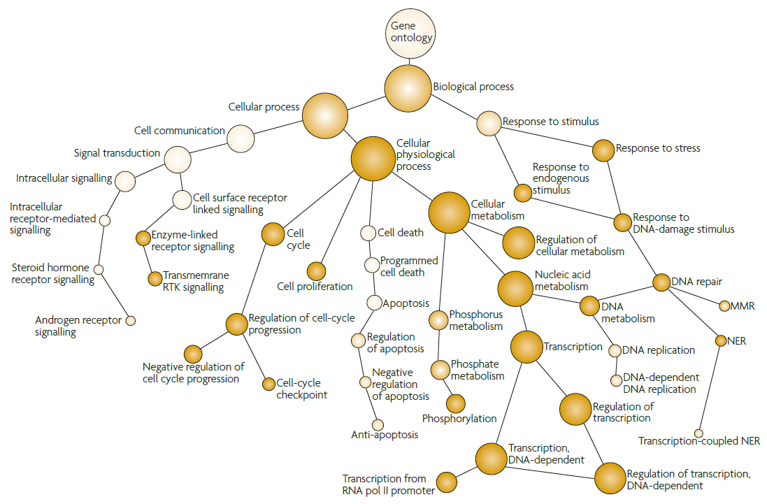 gene ontology