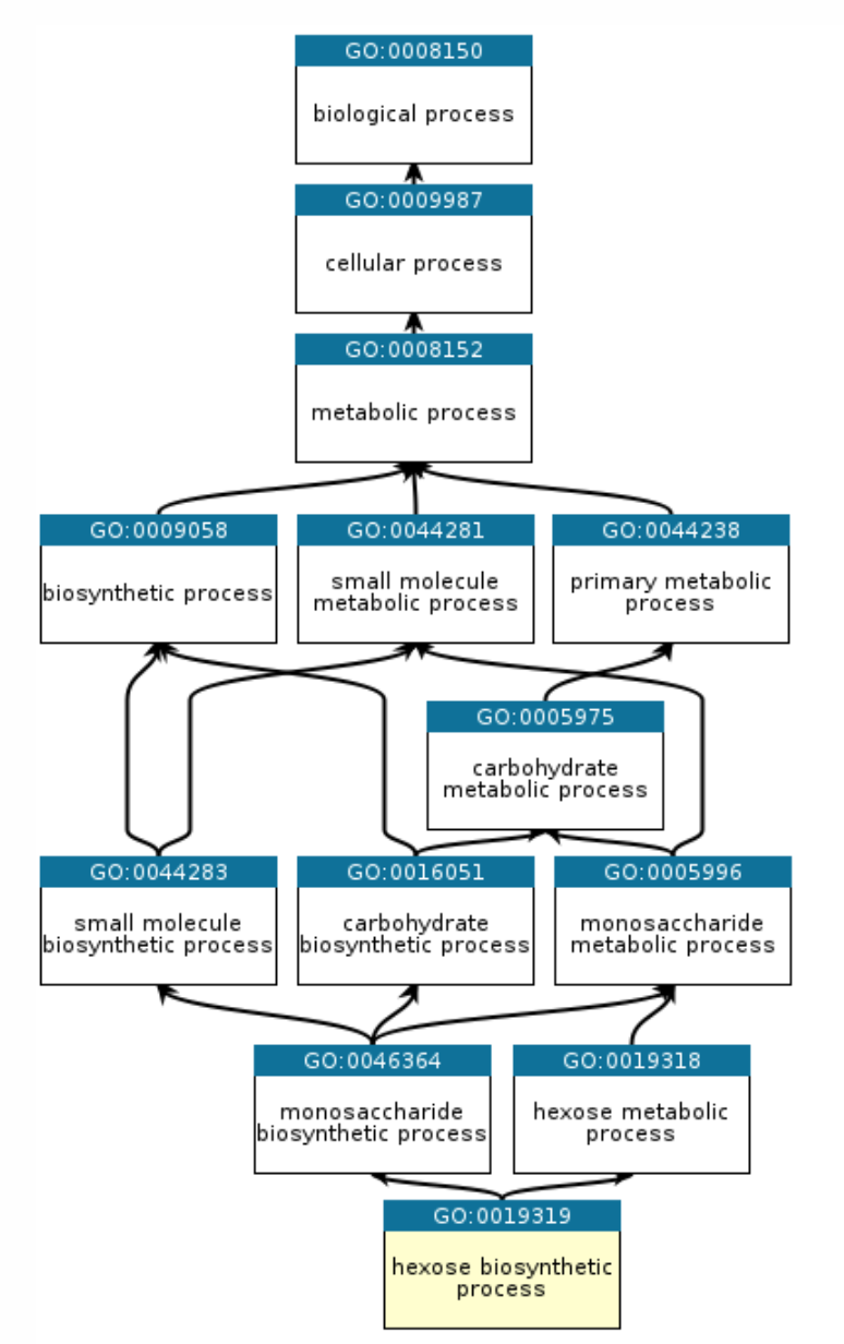 hexose biosynthesis