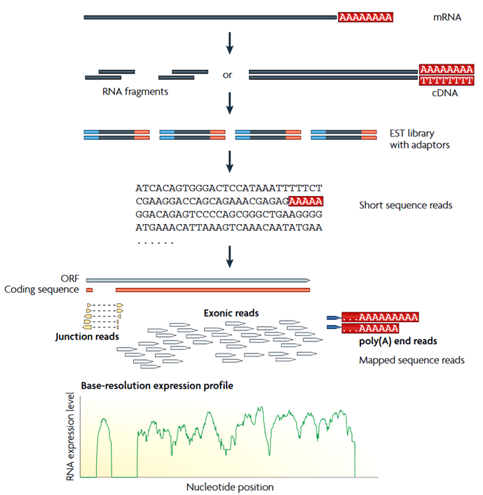 Next Generation Sequencing